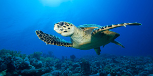 a turtle swimming in the sea